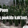 VIDEO: Harri Poom õpetab kaktuseid pookima. Vaata ja proovi isegi järele!