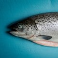 Kuidas eristada värsket forelli ja lõhet nädalavanusest Norra kalast?