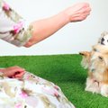 VIDEO | Õpeta oma koerale üks trikk: käsklus "sitsi"