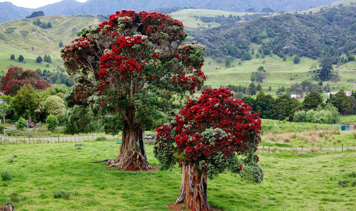 В Новой Зеландии в роли рождественского дерева выступает мирт, обильно цветущий как раз в конце декабря.