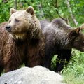 Rumeenias sagenevad karurünnakud, ent jahikeelu tõttu ei saa midagi ette võtta
