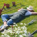 Kaitse aiataimi kõrvetava kuuma eest ja pane tähele, et on 5 aiatööd, mida sa praegu mingil juhul teha ei tohi!
