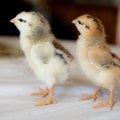 Lidl Eesti loobub puurikanade munade müügist ja nende kasutamisest oma toodetes
