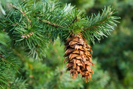 Веточки хвойных деревьев - непременный атрибут любого рождественского украшения