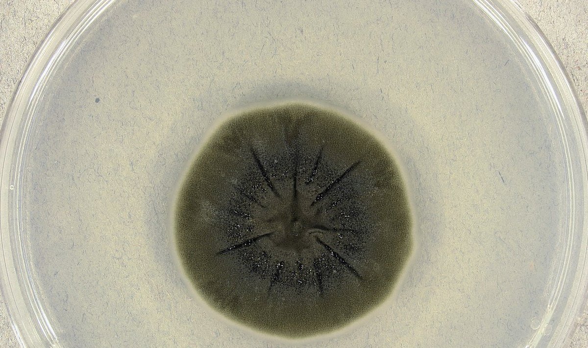 Cladosporium sphaerospermum kartulidekstroosi peal kasvamas (Foto: Wikipedia / Medmyco)