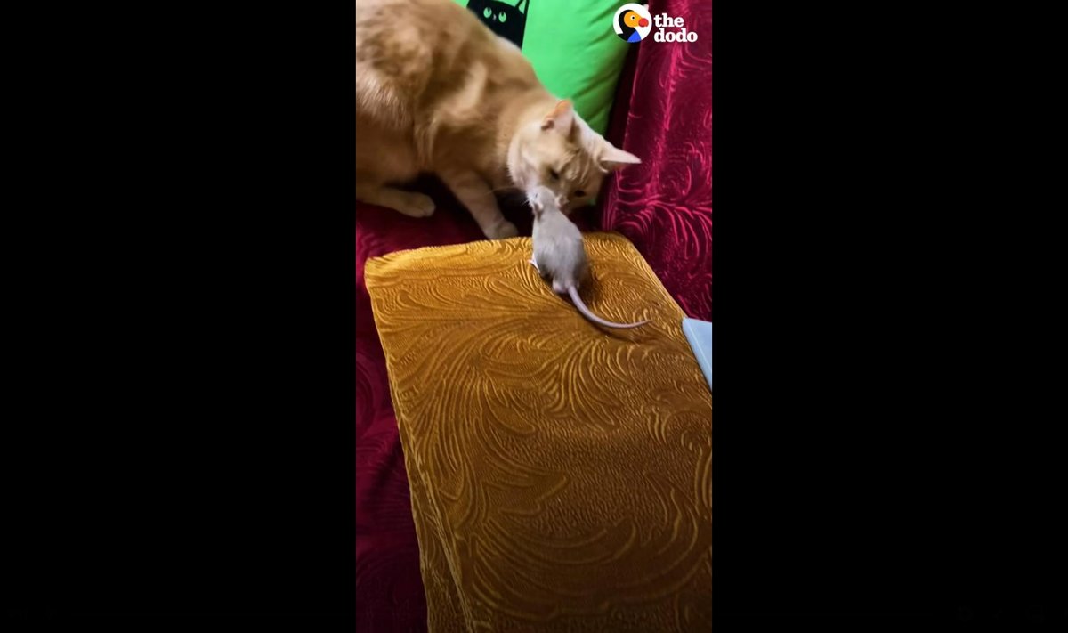 Kass ja rott mänguhoos
