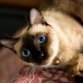 5 fakti, mida sa siiami kasside kohta ilmselt varem ei teadnud