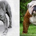 9 tõugu: kuidas koeratõud 100 aasta jooksul muutunud on