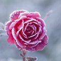 Paneme roosid ohutult talvituma: mida ja kui palju lõigata, millal täpselt katta?