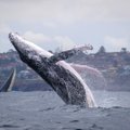 ФОТО и ВИДЕО | Горбатые киты устроили невероятное представление у берегов Сиднея