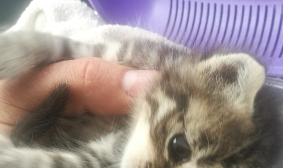 Kadrinas seina vahelt päästetud kassipoeg