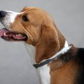 Briti kuningliku perekonna uusim liige pole mitte corgi, vaid varjupaigast pärit beagle