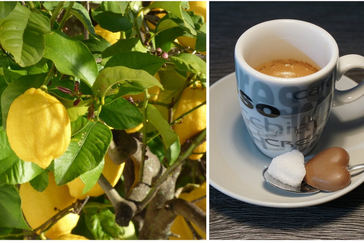 Кофе в ярче. Чай растение дома. Кофе с лимоном для похудения как делать. За чашкой кофе.