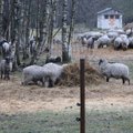Nissi vallas langes varaste saagiks 42 lammast