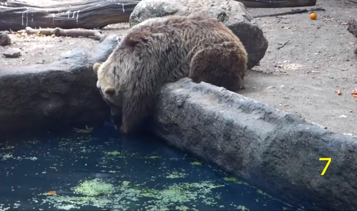 Karu aitab linnul basseinist pääseda