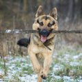 Peidetud ohud: miks koerad ja puuoksad ei tohiks käsikäes käia?