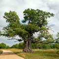 FOTOD | Euroopa aasta puu on Poola tamm Dunin
