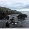 Šokeeriv leid: Ühendkuningriigi vetest leiti lausa paadisuuruse kilpkonna surnukeha