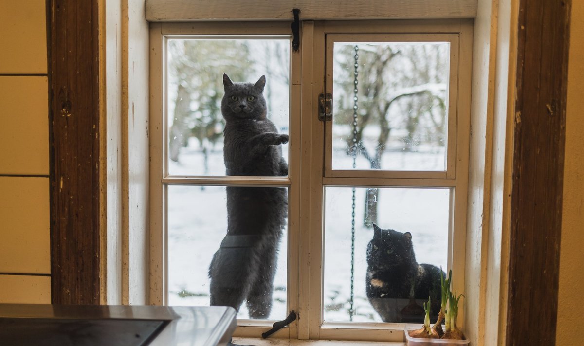 Kassid köögiaknal (foto on illustreeriv)