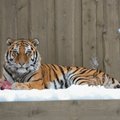 Tiigrit loomaaias enam ei ole: kas ja millal Pootsman Tallinnasse tagasi tuleb?
