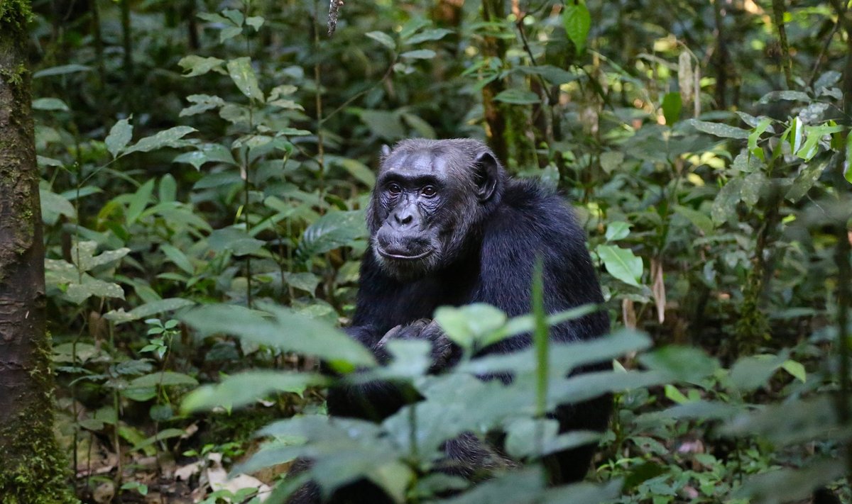 See Ugandas elav šimpans on loodetavasti tervise juures, nii et liigikaaslased ei põgene tema eest.