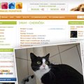 Читатель взял в приюте кота за 30 евро. А за его возврат попросили 300