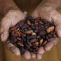 MEHHIKO TOIDU AJALUGU | Vanimad tõendid kakaoubadest joogi valmistamise kohta on leitud Mehhiko aladelt