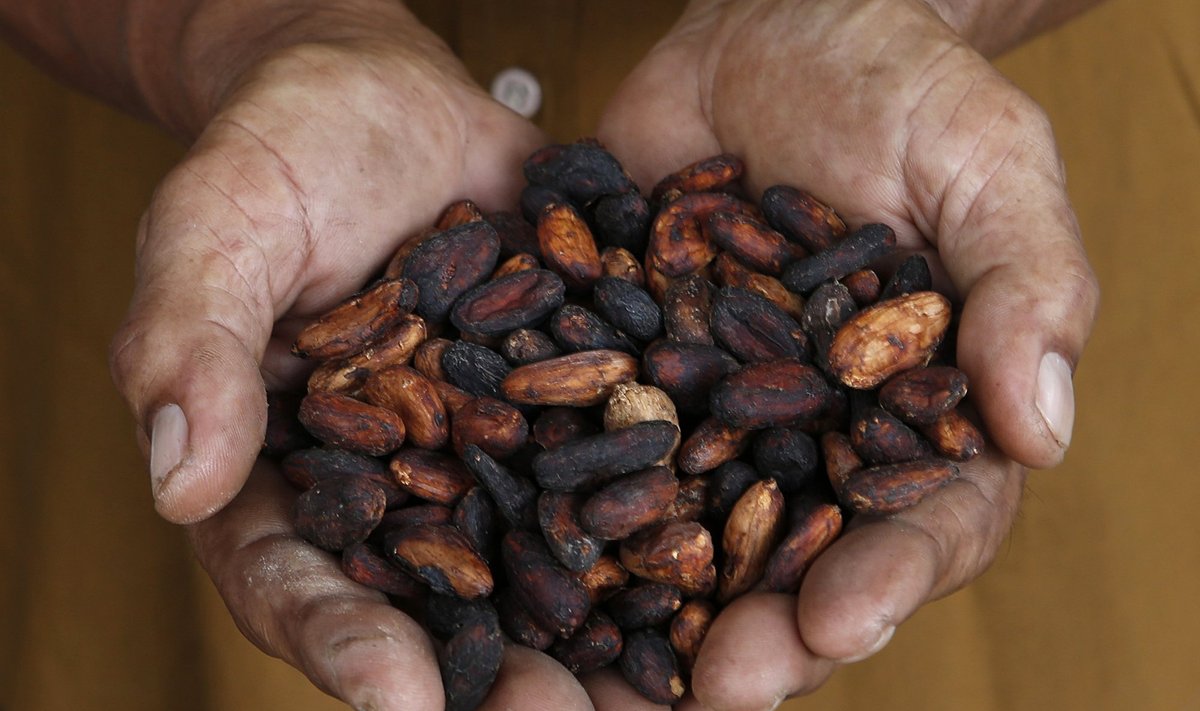 Kakaoistandus Malaisias Kuala Lumpuri lähistel