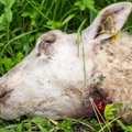 FOTOD | Olge valvsad! Hundirünnakute kõrgaeg algab, esimesed lambad on murtud
