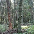 Potentsiaalsed metsa vääriselupaigad – kas näiline probleem või näiline konflikt?