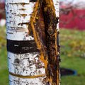 Kuidas märgata ja ravida puude külmakahjustusi?