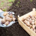 Viimane aeg tegutseda: kartulikasvataja soovitab, kuidas saada eriti varast saaki