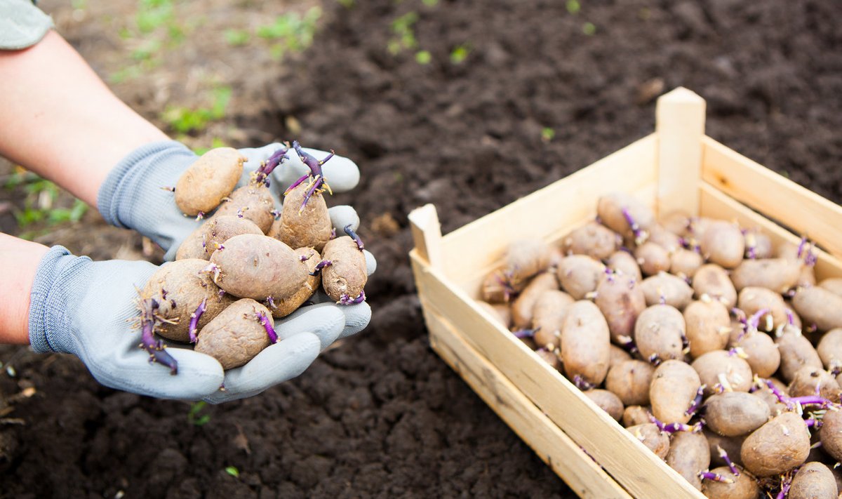 Eelidandatud kartulid