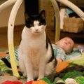 Kasside Turvakodu: kallis, me saame lapse, aga mis kassist saab?