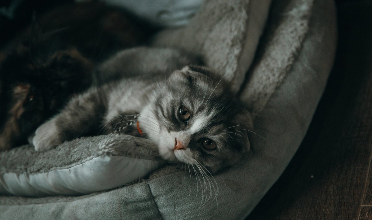 Иллюстративное фото