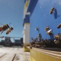 OTSEPILT | Politseimaja katusel toimetavad sõbralikud mesilaspered