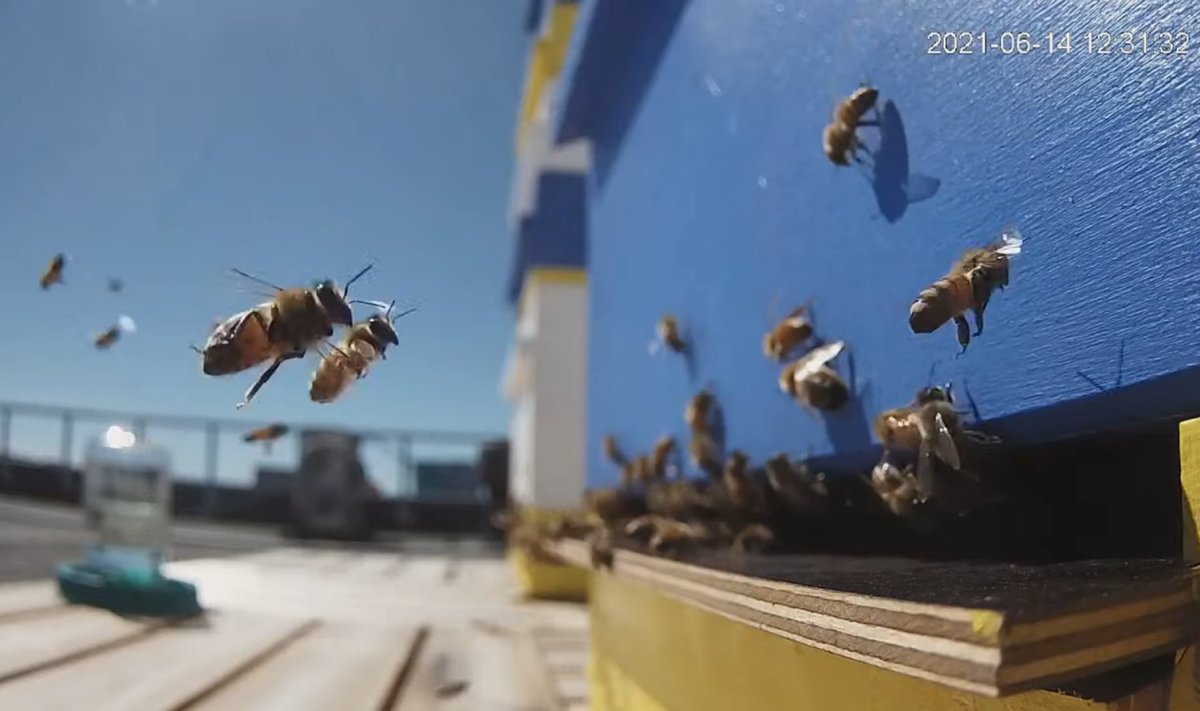 Mesilased politseimaja katusel