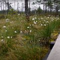 Блогеры показали самое посещаемое болото Эстонии — Виру. Зачем туда ехать и что интересного находится в его окрестностях?