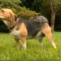 VIDEO | Lahutamatud sõbrad: leinas koer leidis ebatavalise südamesõbra
