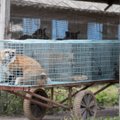Tšehhi keelustab karusloomafarmid