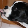 KUI MINU KOER | mida teha, kui minu koer kipub kummaliselt palju jooma?