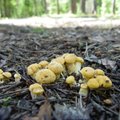Лисички по расписанию: в Эстонии открыт грибной сезон?  