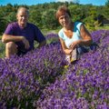 Pärnaoja talu pererahvas ajab lavendliõitest tervisevett