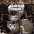 Norra paneb karusloomafarmide uksed kinni: loomakaitsjad nõuavad nüüd karusnaha impordikeeldu