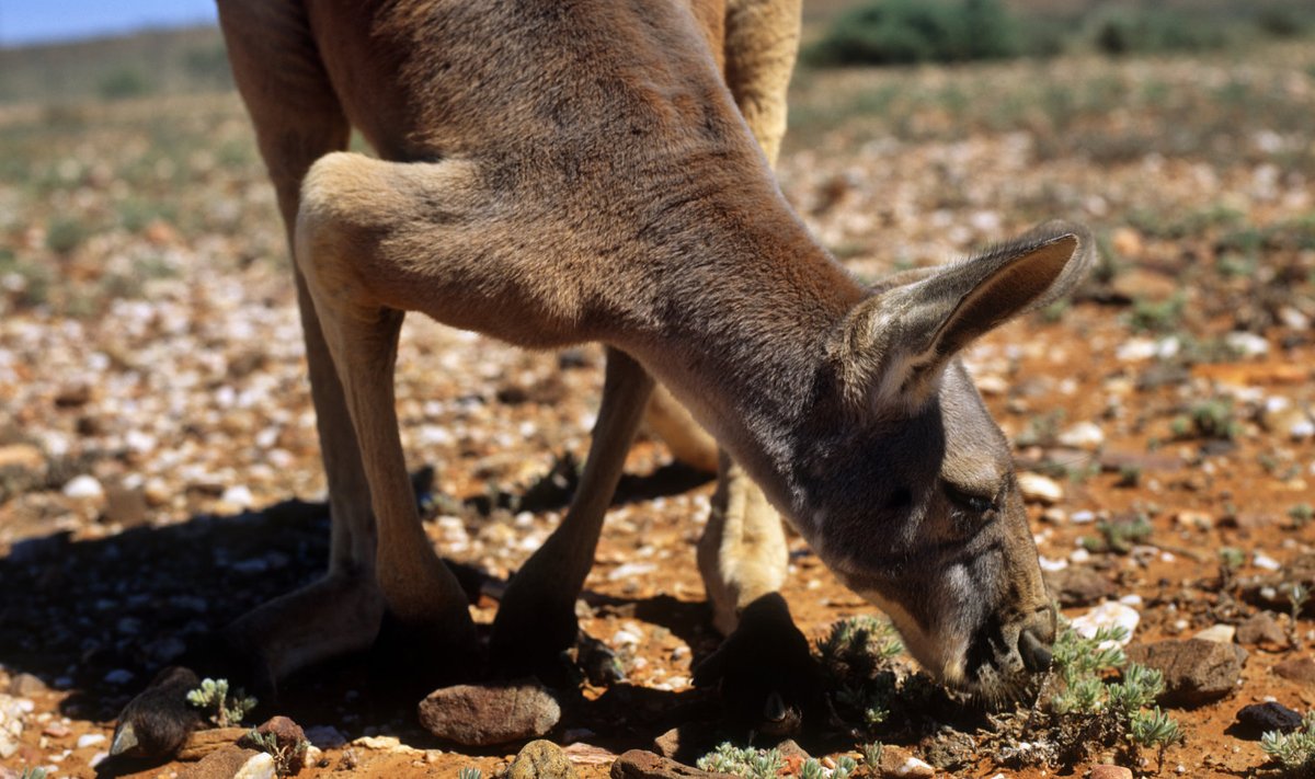 Känguru Austraalia kuival pinnal. (Foto: naturepl.com / Scanpix)