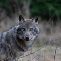 КАРТА | Во время начинающегося сезона охоты на волков разрешено отстрелить 50 особей