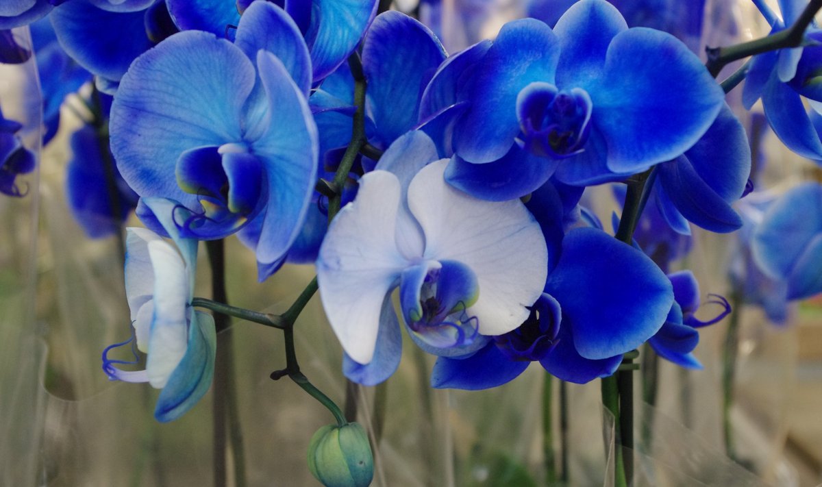 Sinised kuukingad kaotavad aegapidi oma tooni, sest nende õied on värvitud.