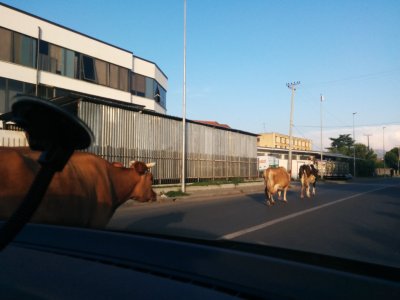 Albaania lehmad