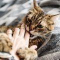 Kuidas teha kassile selgeks, et kätt ei tohi hammustada?