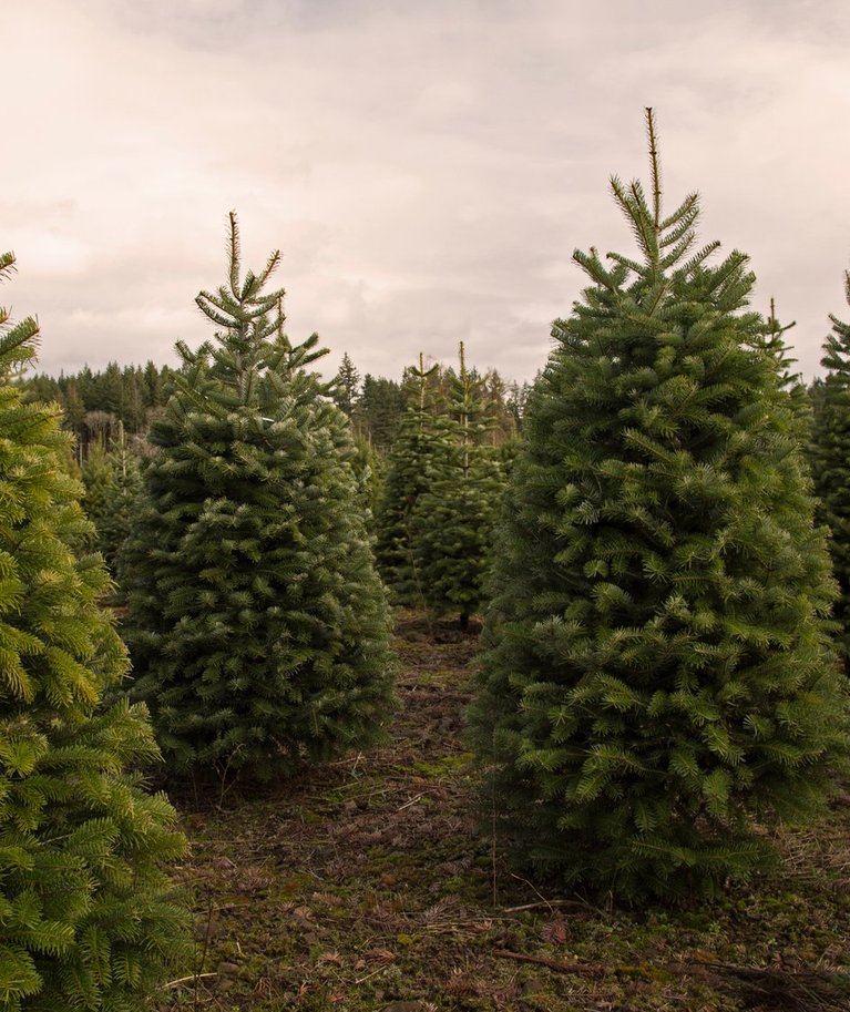 Ameeriklaste lemmikjõulupuu on harilik ebatsuuga.